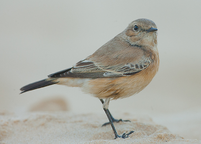 Desert Wheatear