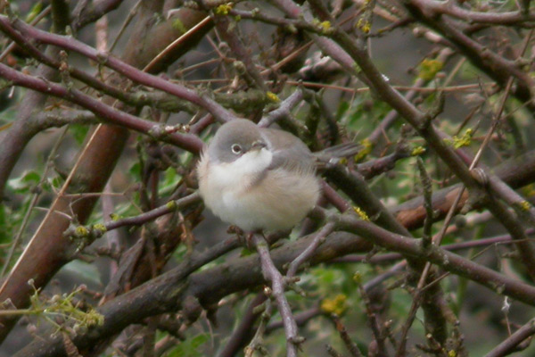 Subalpine Warbler