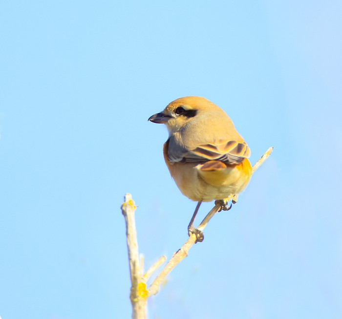 Daurian Shrike