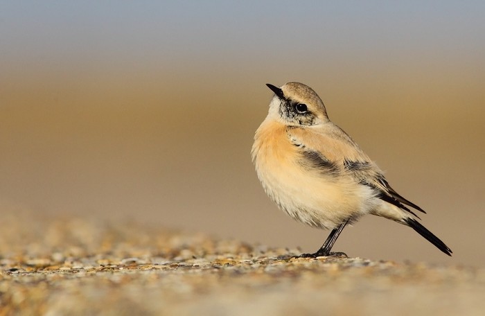Desert Wheatear