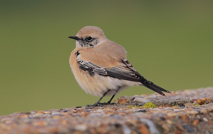 Desert Wheatear