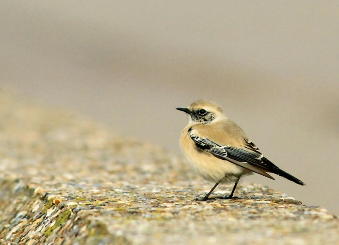 Desert Wheatear
