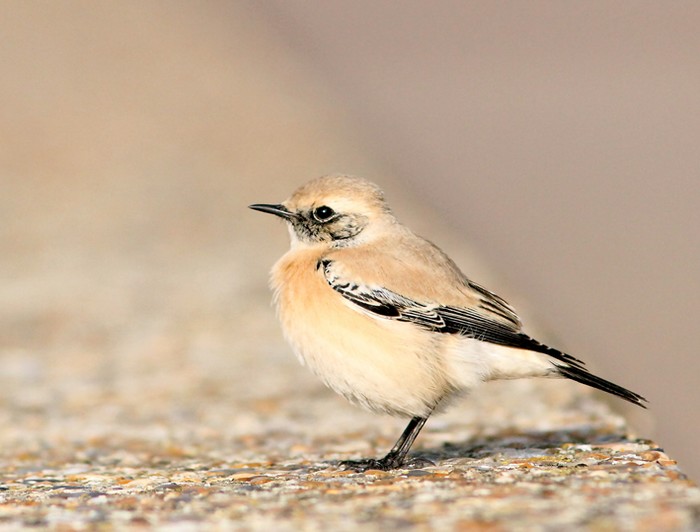 Desert Wheatear