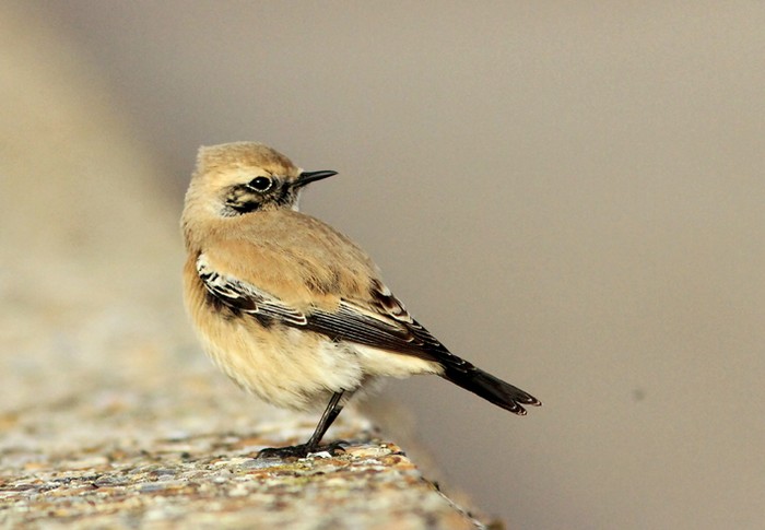 Desert Wheatear
