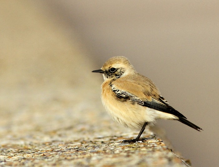Desert Wheatear