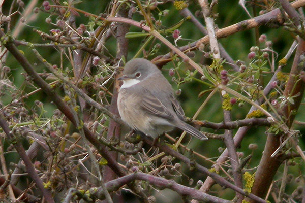 Subalpine Warbler