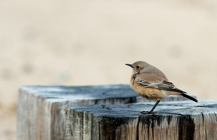 Desert Wheatear