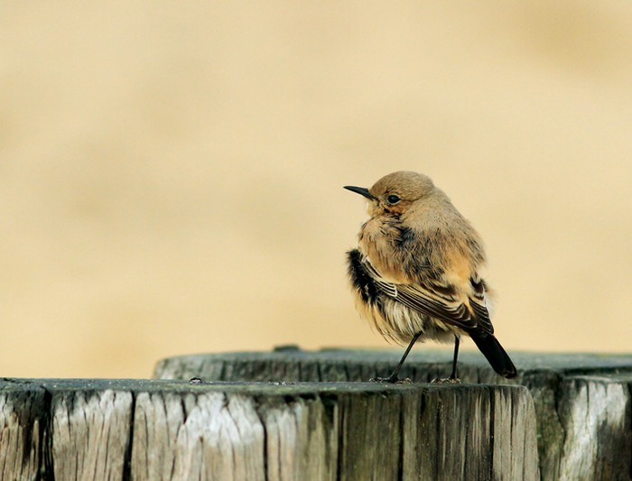 Desert Wheatear