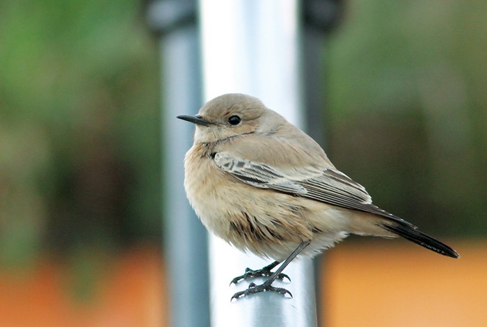 Desert Wheatear