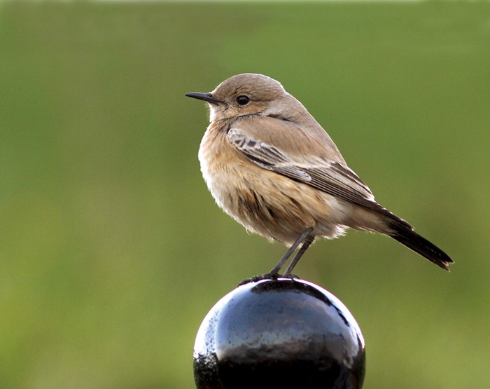 Desert Wheatear