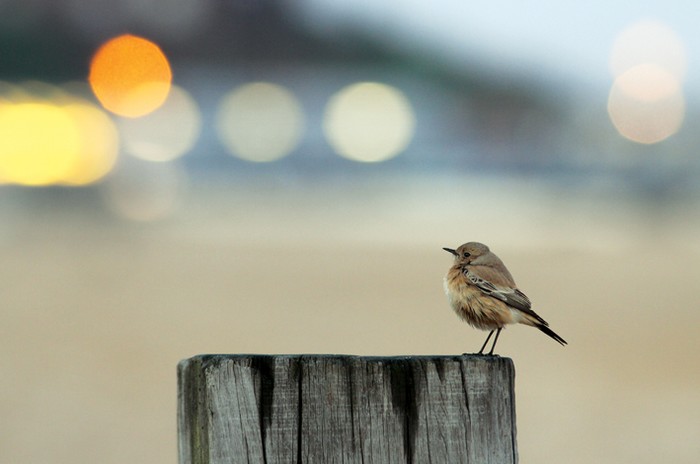 Desert Wheatear