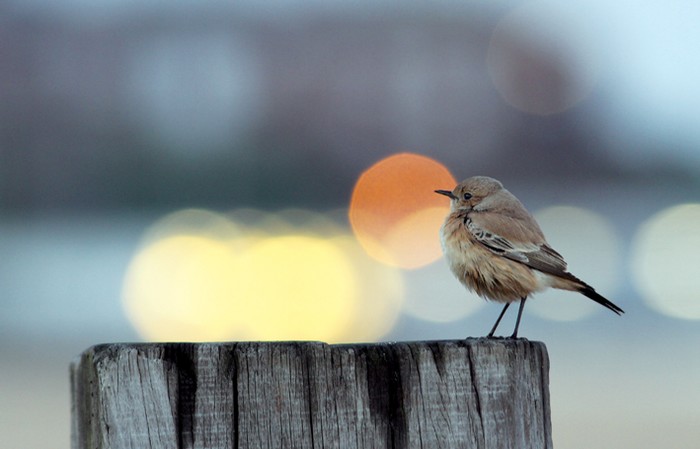 Desert Wheatear