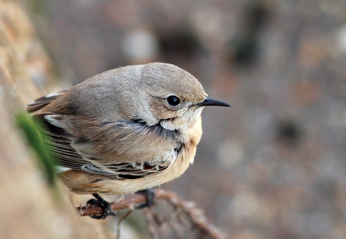 Desert Wheatear