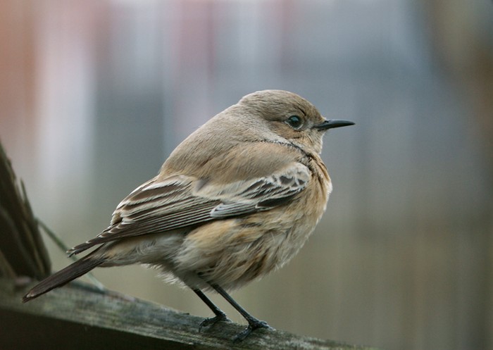 Desert Wheatear