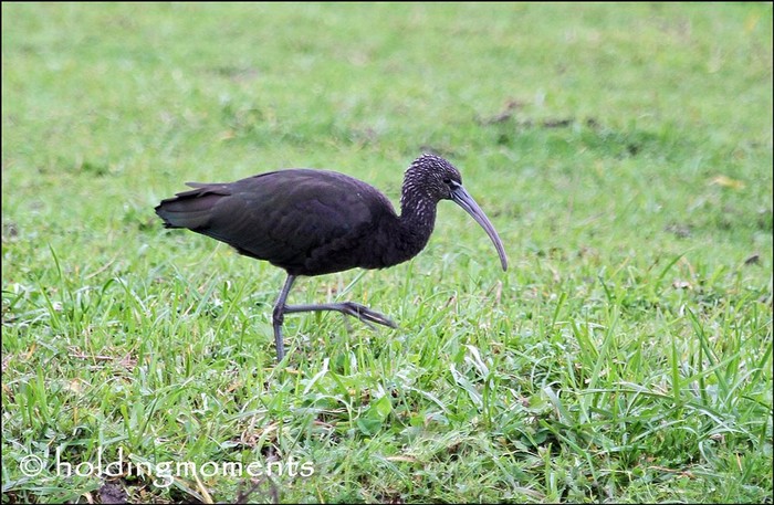 Glossy Ibis