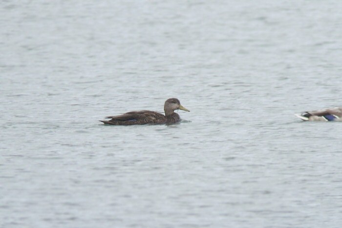 Black Duck