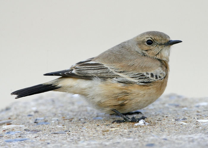 Desert Wheatear