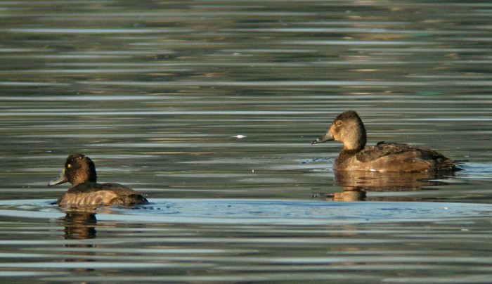 Ring-necked Duck