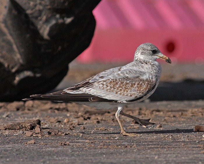 Ring-billed Gull