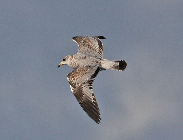 Ring-billed Gull