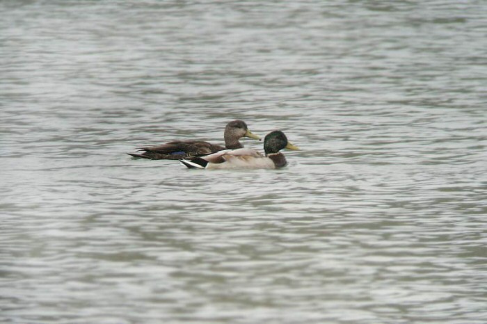 Black Duck