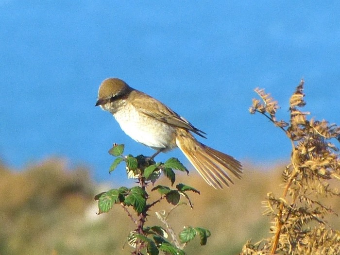 Isabelline Shrike