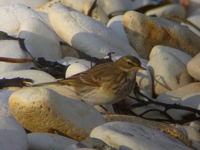 Water Pipit