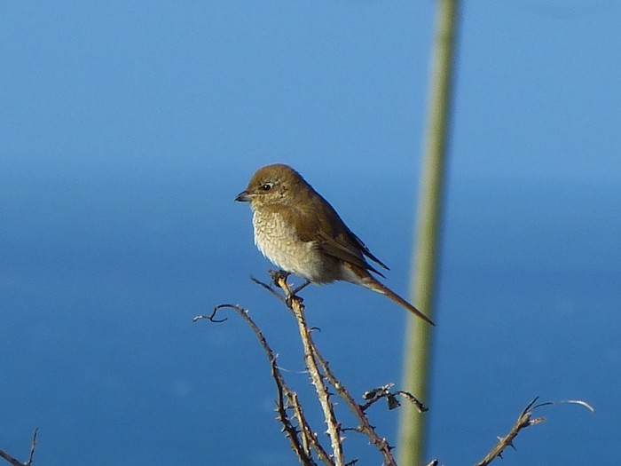 Isabelline Shrike