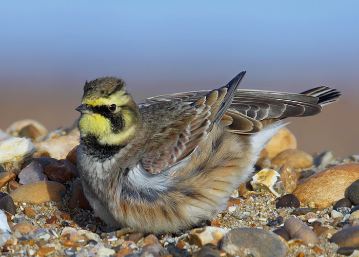 Shorelark
