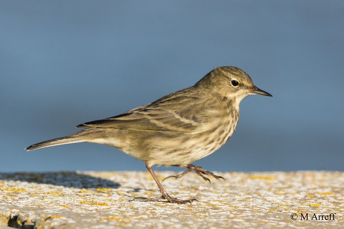Rock Pipit