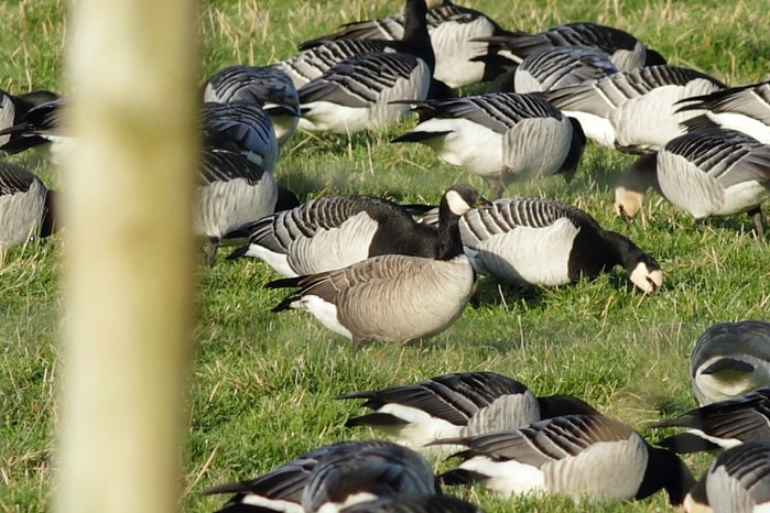 Richardson's Cackling Goose