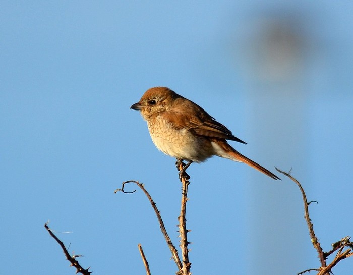 Isabelline Shrike