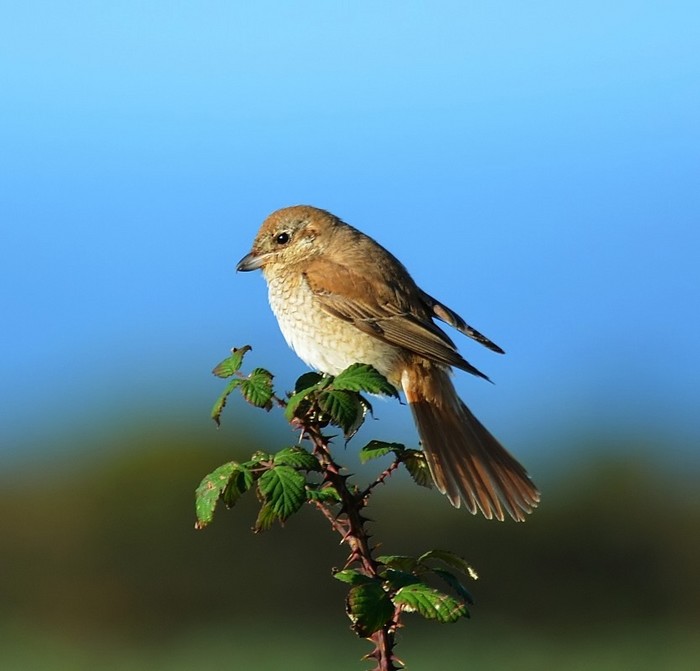 Isabelline Shrike