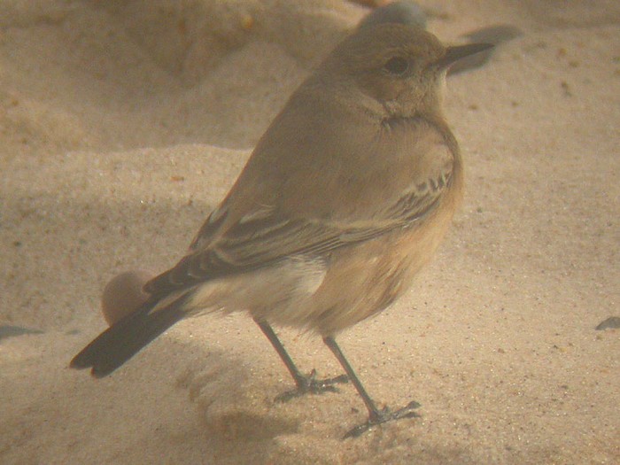Desert Wheatear