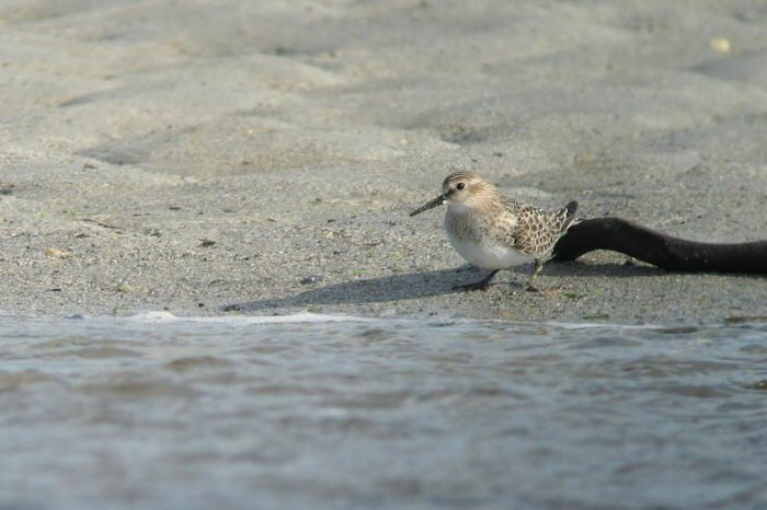 Baird's Sandpiper