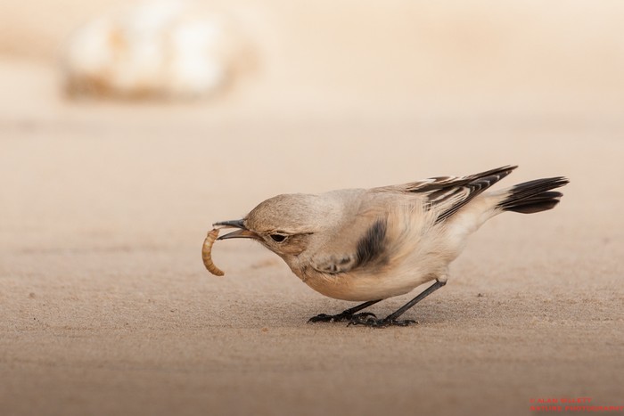 Desert Wheatear