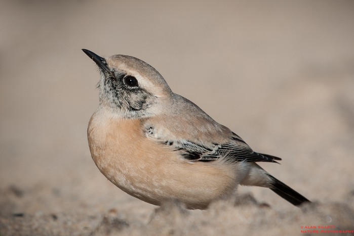 Desert Wheatear