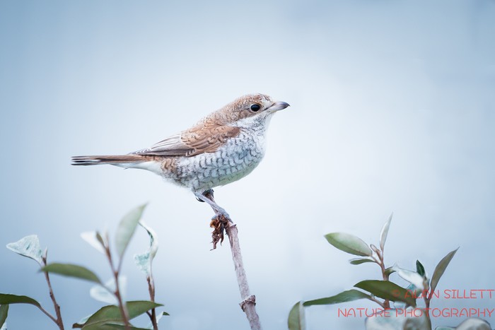 Red-backed Shrike