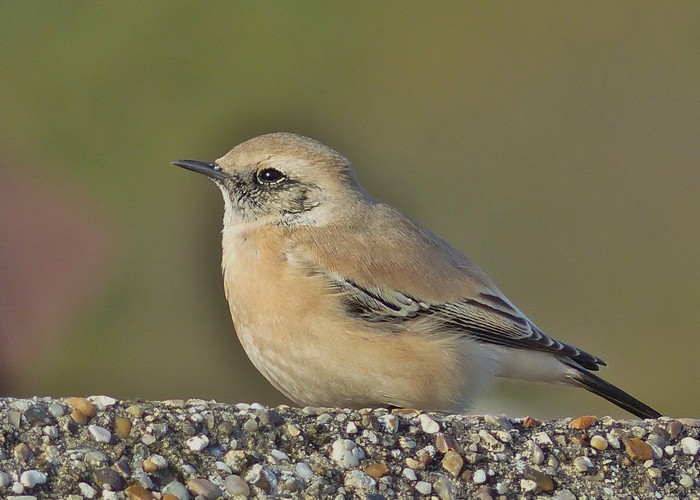 Desert Wheatear