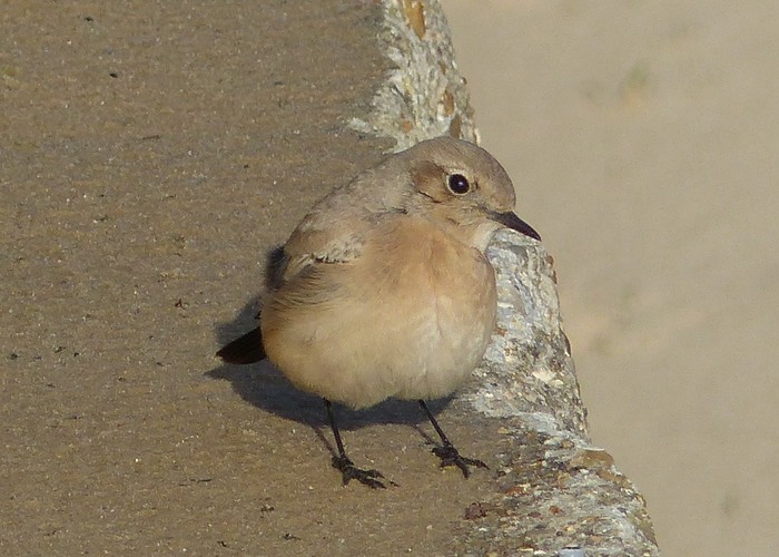 Desert Wheatear