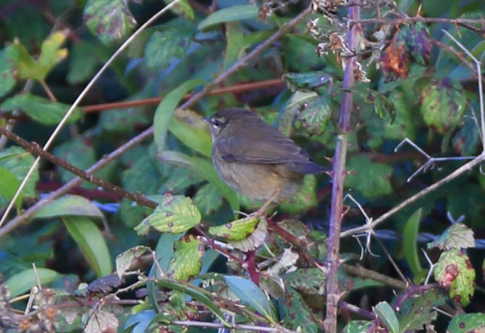 Dusky Warbler