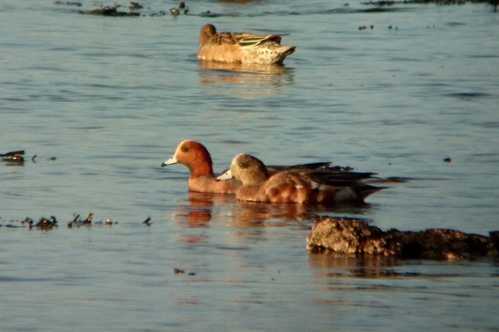 American Wigeon