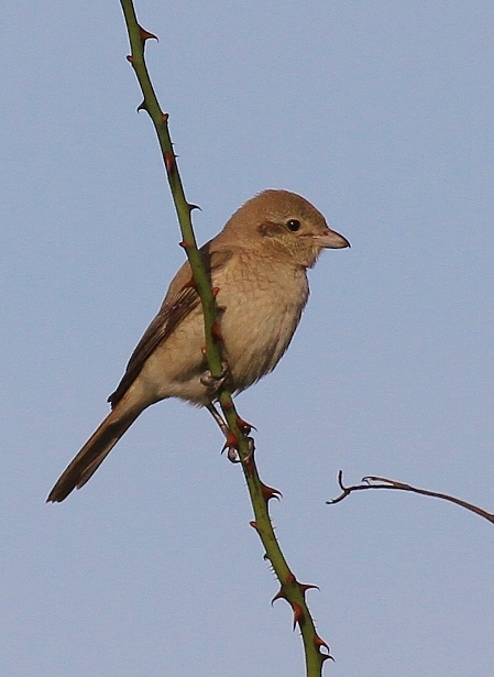 Isabelline Shrike
