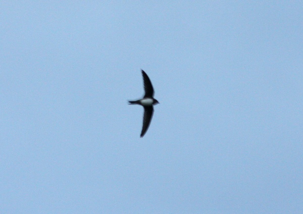 Alpine Swift