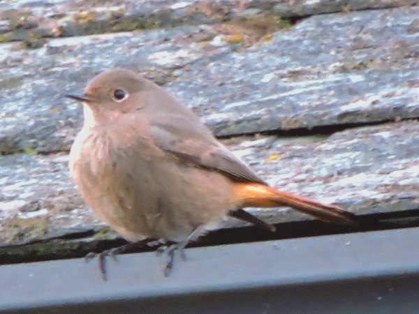 Black Redstart