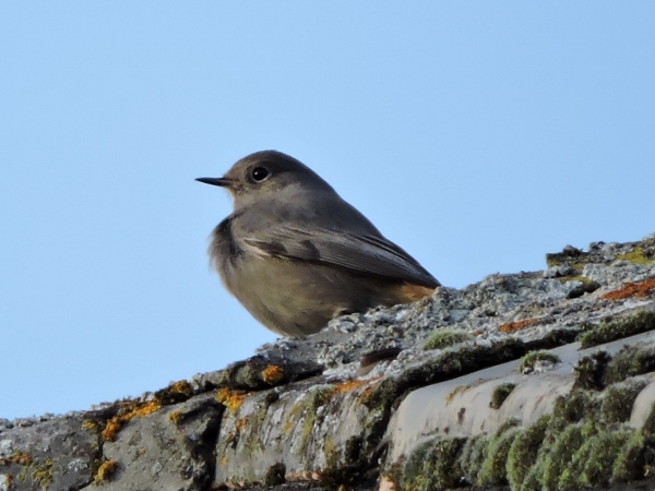 Black Redstart