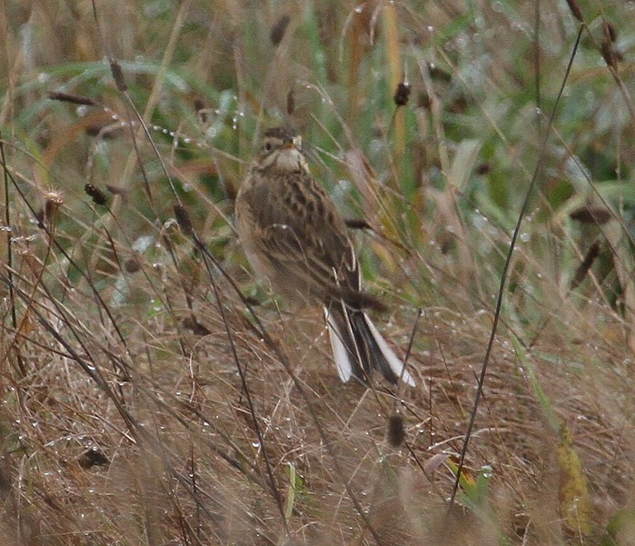 Richard's Pipit