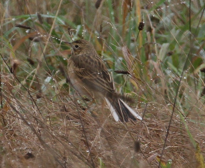 Richard's Pipit