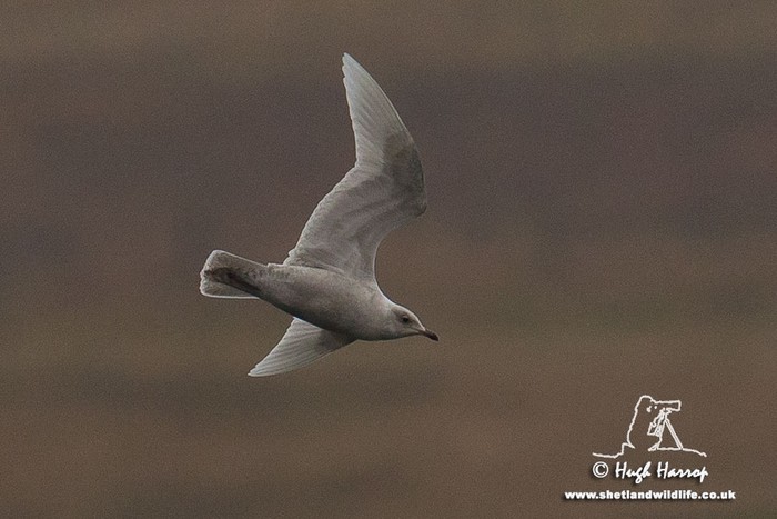 Iceland Gull