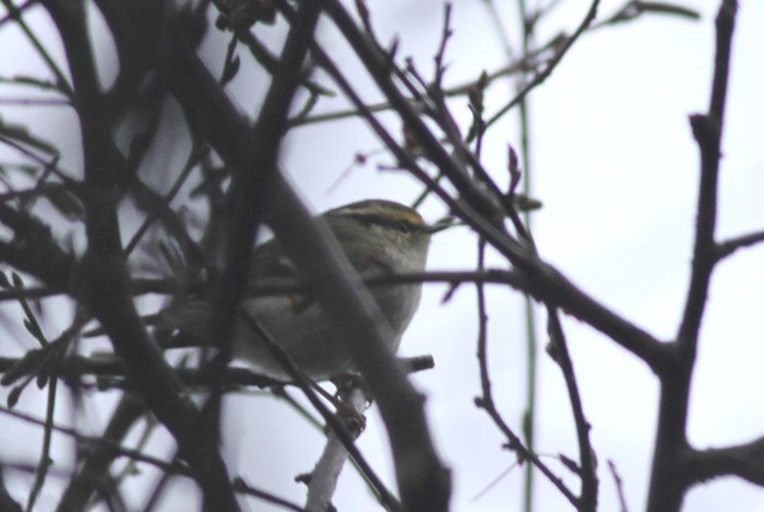 Pallas's Warbler